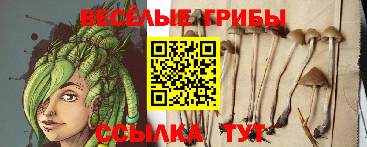 Галлюциногенные грибы Psilocybe  Вход с VPN  купить  сайты  Ковров 